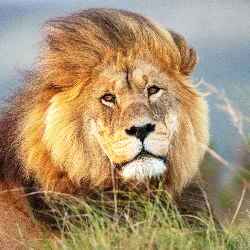 Ancy profile picture